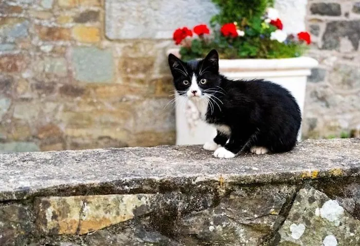 Ballea Castle * Cork