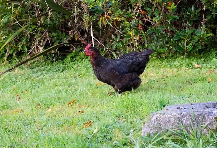 Ballea Castle Корк