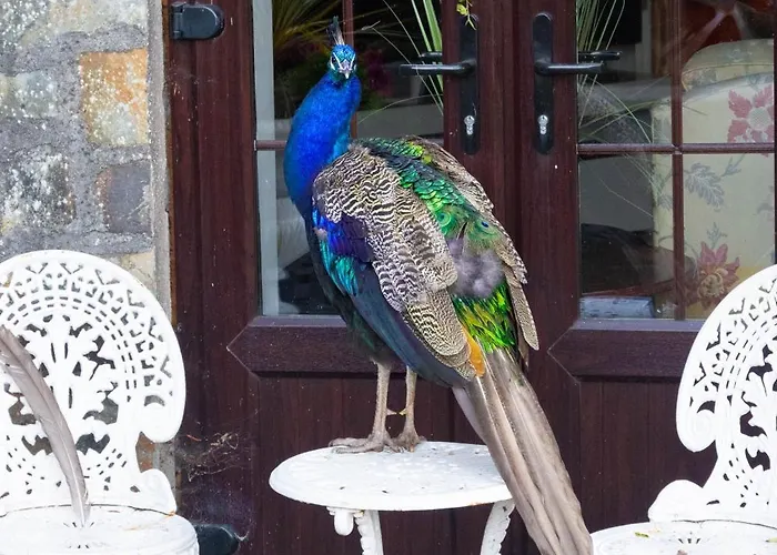 Ballea Castle Апартаменты Корк